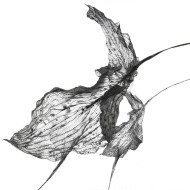Tableau « Dudki » (2023) | Aneta & Filip Gębski – MIRAGES, photographie et dessin Tableau « Dudki » (2023) | Aneta & Filip Gębski – MIRAGES, photographie et dessin