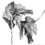 Tableau « Backdog » (2022) | Aneta & Filip Gębski – MIRAGES, photographie et dessin Tableau « Backdog » (2022) | Aneta & Filip Gębski – MIRAGES, photographie et dessin