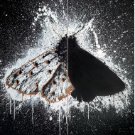 Obraz „Ćma”, 2023 – akryl na płótnie, 120×120 cm (cykl: Dychotomia osobowości) Obraz „Ćma”, 2023 – akryl na płótnie, 120×120 cm (cykl: Dychotomia osobowości)
