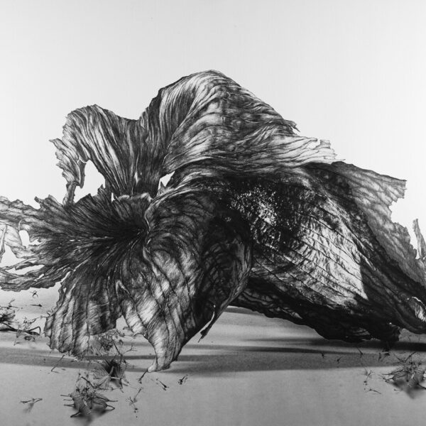 Obraz Taurus, 2022 Marriage202316 Skorpion 100x70cm Artwork